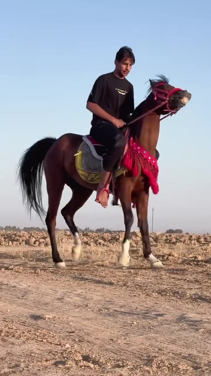 فرس للبيع النوع مصري فناص  ارتفاع 150 دم حار مباذا يمكننه مساعدتك***********
