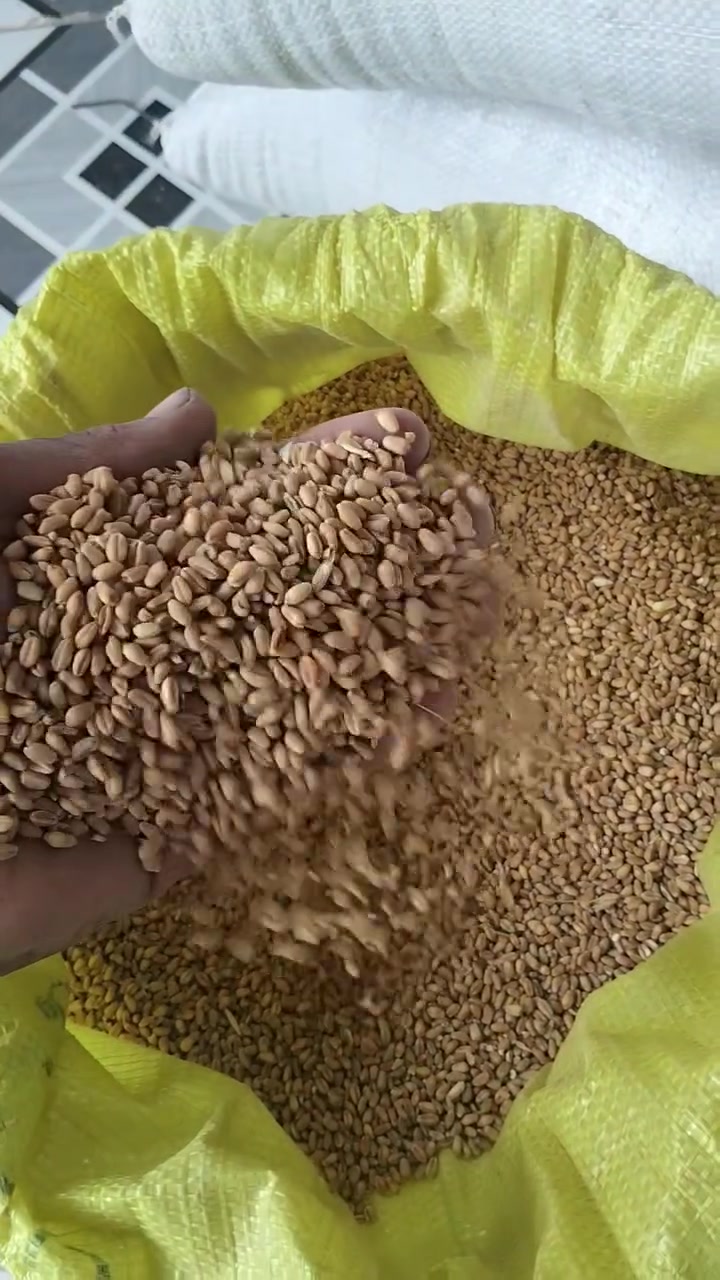حنطة ٢ونص • جيل ثاني • واسط الشحيميه