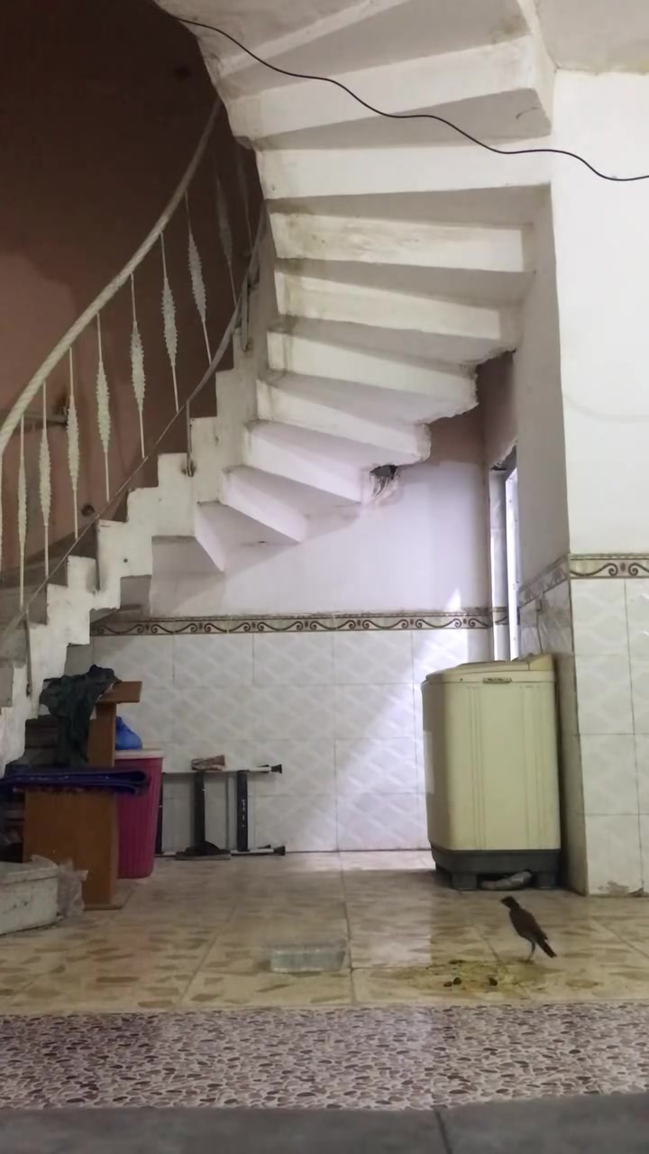 طير مينه • للبيع
