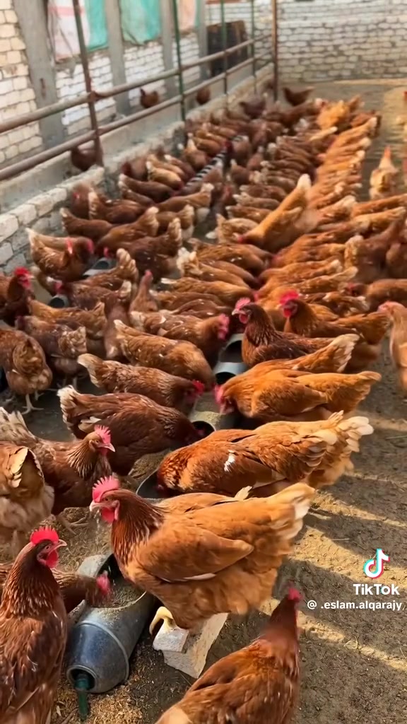 للبيع دجاج احمر بياض السعر 5 موجود جمله ومفرد ***********
