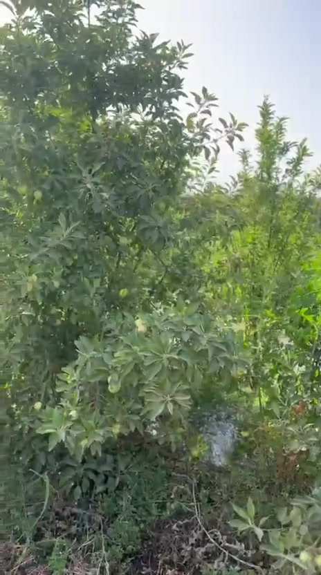 لبيع ٢ دونم طابو ٢٥ قرب علوه الرمل مباشر على شارع تبليط جانب العلوه  خلف البانزين خانه فيه بيت ٢٠٠ متر وبيت صغير مسيجه الارض وبي بستان تفاح ونخل وحمضيات وحدائق وبي اجازت بناء *********** الموق ترفيه وايضا تجاري
