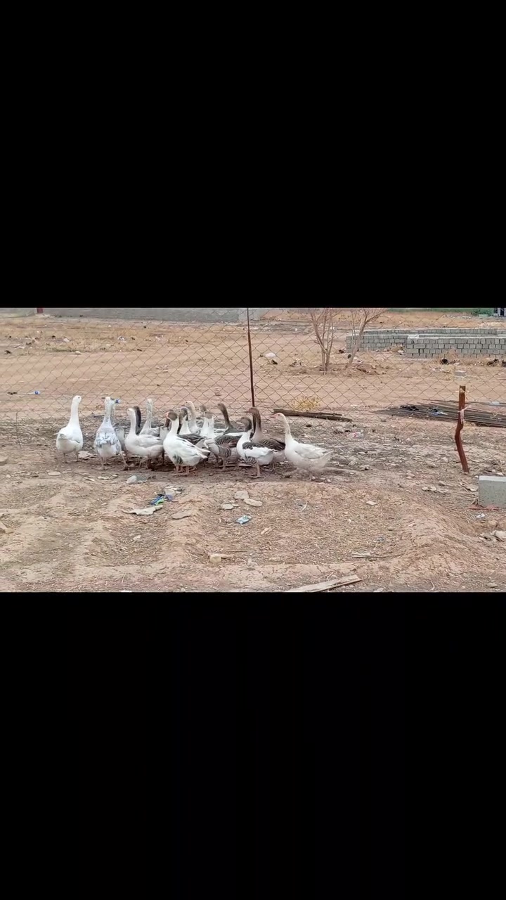 قازات • خشن