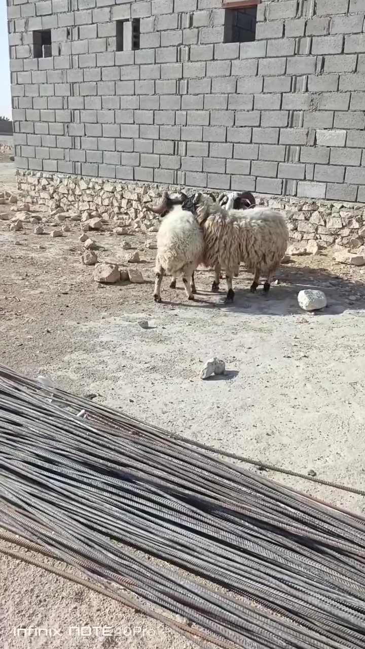 گباش ربط وفحل وشرط نصاح علاه كل عيب العنوان حديثه الخفاجيه يوجد توصيل حسب النتفاق ستفسار علاه ‏‪***********‬‏  ***********
