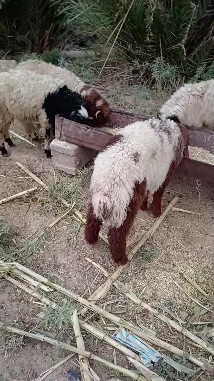 ٤طليان • ٢فطايم • حصئ