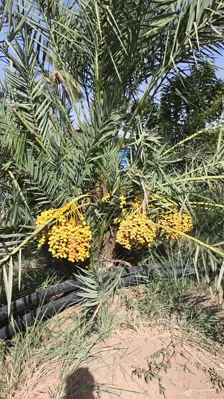 🌴👑 بسم الله ما شاء الله 👑🌴
اماية بريم حمالة تمر مثل ما واضح بالصورة 📸
وتحتوي على فسائل بريم العدد 15 فسيلة

فرصة لن تتكرر... تاخذ ام حمالة + فسائل + تمر السنة 😍

للحجز والاستفسار 📞:
***********
***********

العنوان 📍: واسط - قضاء الصويرة - مجاور محطة وقود ديار شمر

#مشتل_سلام_الشمري #ملك_التمور #البريم #اماية_بريم #فسائل_نخيل #واسط #الصويرة
