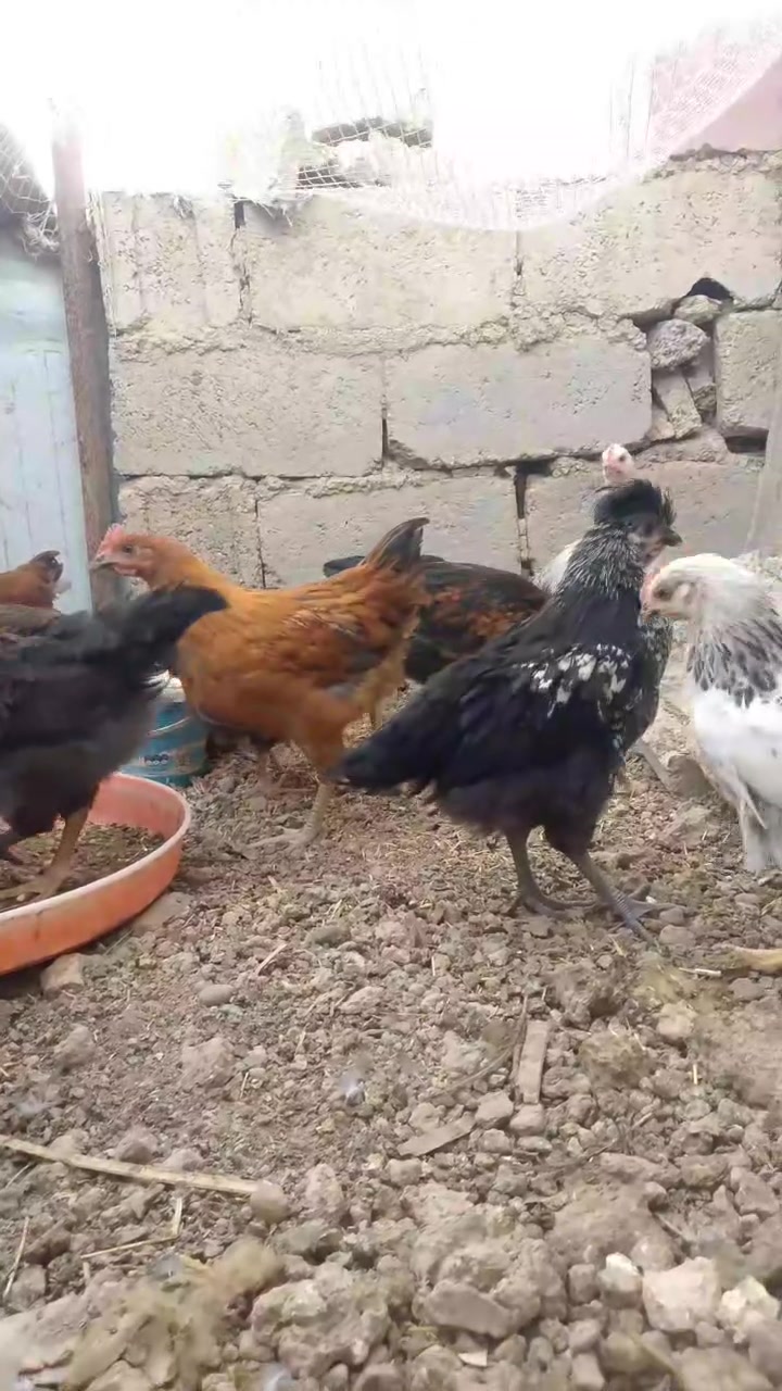 اديوجه • العدد 14 • قرب مستودع