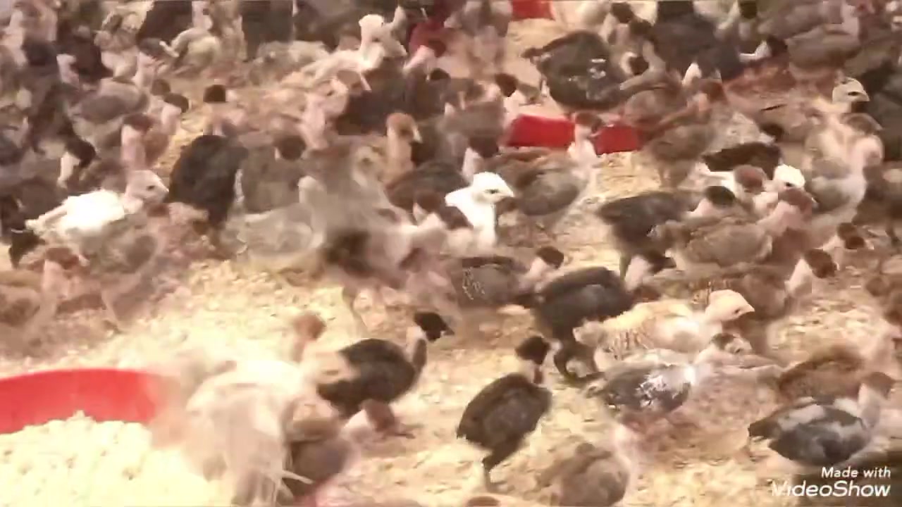 افراخ ابو ركيبه • ٢٥٠ زوج • بغداد المحموديه