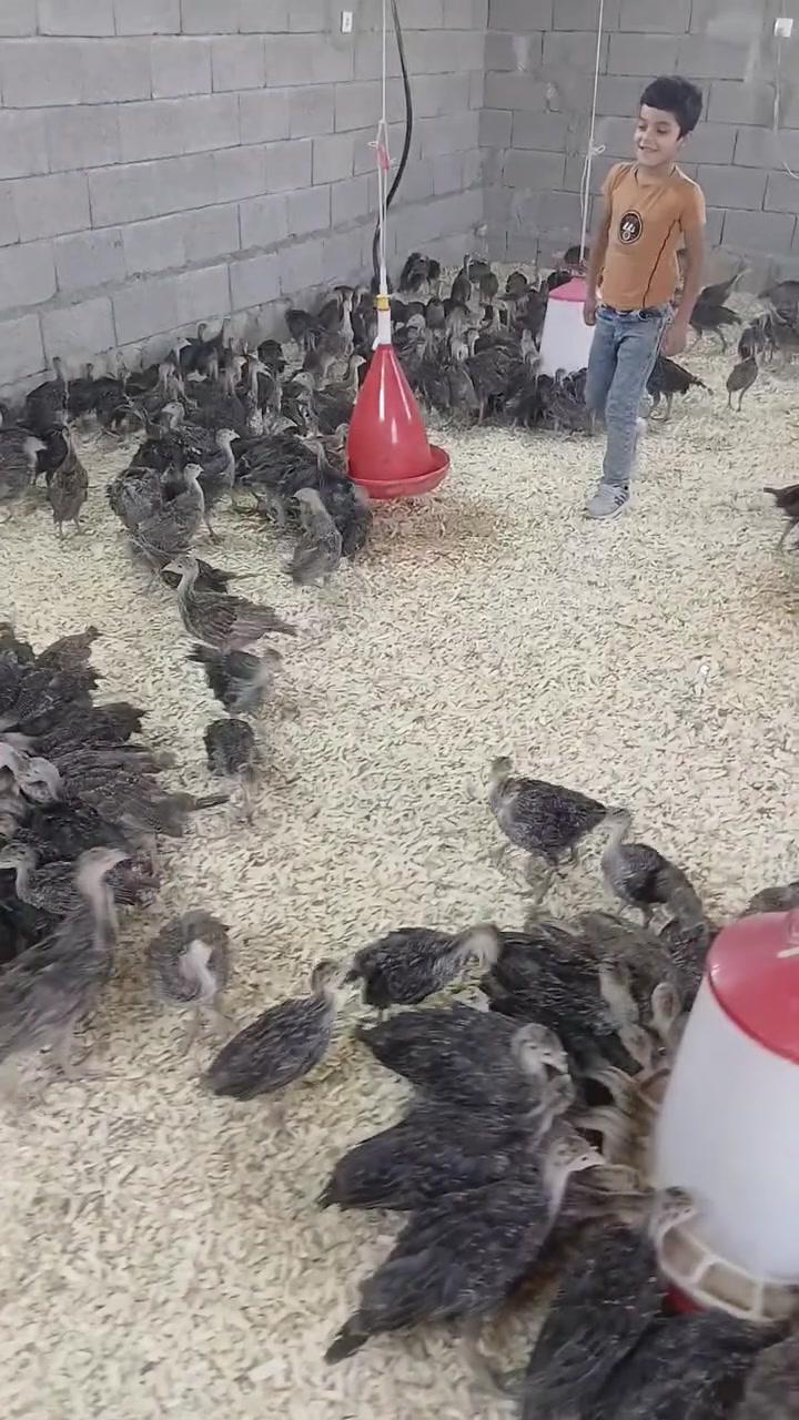 افراخ فسيفس اسود  عمر ٤٥ يوم زوج. ب ١٨ ونص. جملة ومفرد
عنوان. موصل قضاء حمدانية قريةوردك
 توصيل فقط داخل محافظة موصل اجرى على مشتري
شراي خابرني ***********
