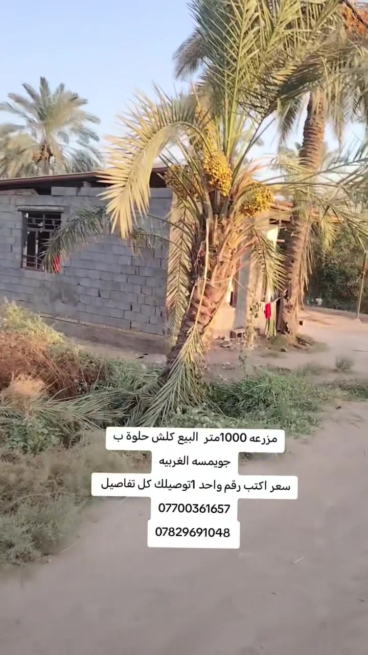 🏡 للبيع أرض مميزة في جويمسة الغربية 🏡

📐 المساحة: 1000 متر مربع
📍 الموقع: جويمسة الغربية، قرب سيطرة سيد أحمد، باتجاه شط صايرة.

🏠 تحتوي الأرض على دار بمساحة 175م² يتكون من:
▪️ غرفتين نوم
▪️ صالة
▪️ استقبال
▪️ مطبخ
▪️ حمامات داخلية

💧⚡ متوفرة كافة شروط ومستلزمات السكن

✨ موقع مميز ومساحة واسعة، مناسب جداً للسكن والاستثمار.

🏢 مكتب عقارات أيسر الجحيشي
📍 حي العسكري، شارع حكمت، مقابل بيت حكمت القديم.

📞 للاستفسار:
***********
***********

🤝 ثقة بالتعامل… ومصداقية بالبيع والشراء

#مكتب_عقارات_ايسر_الجحيشي
#عقارات_الصويرة
#عقارات_واسط
#جويمسة_الغربية
#ارض_للبيع
#دار_للبيع
#عقارات
#ارض_سكنية
#استثمار_عقاري
#للبيع
