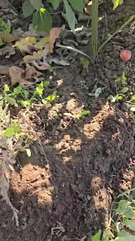 طابو زراعي • ٣٢ دونم • واجهة شط ١٠٠م