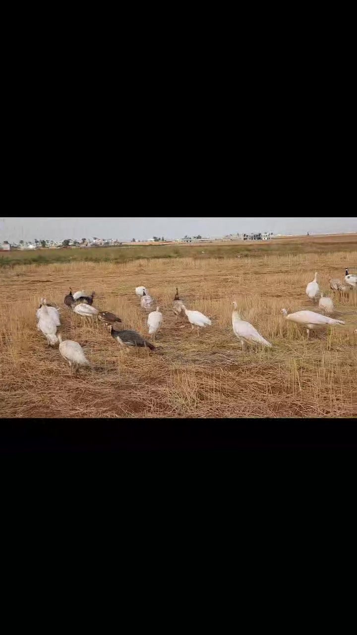 طاووس • جميع الألوان • موصل