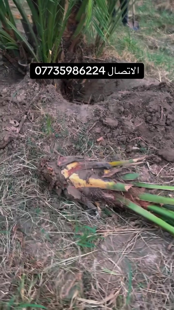 فسائل برحي • نخيل • واسط الصويره