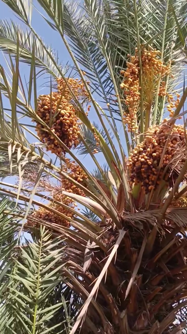 يوجد فسايل تبرزل للبيع يم المشروع اليابس  قرب جامع الامام الحسين  انطيني سعرك واذا يناسبنك نتفاهم واذا ياخذ كميه الها حساب اخر للتواصل ***********
