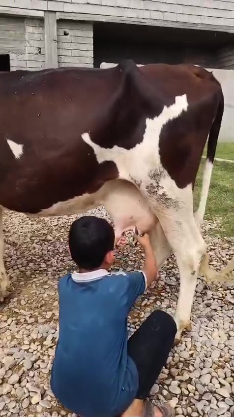 بسم الله ماشاءالله 
اخوان جنايه دابه زراعيه رقم واحد واحد وراها حولي لقاح الاصلي درجه اولى
دابه حليب ودسامه فول فول 
وشرط بدون حيان اذا محينه مرجوعه وين اهل نضيف
شطر ماعون ماشاءالله درجه اولى
دابه مكفله كافت شروط جني
انطي شرط دسامه دابه يزيد حليبها علعلف وين جنايه زين 
***********
