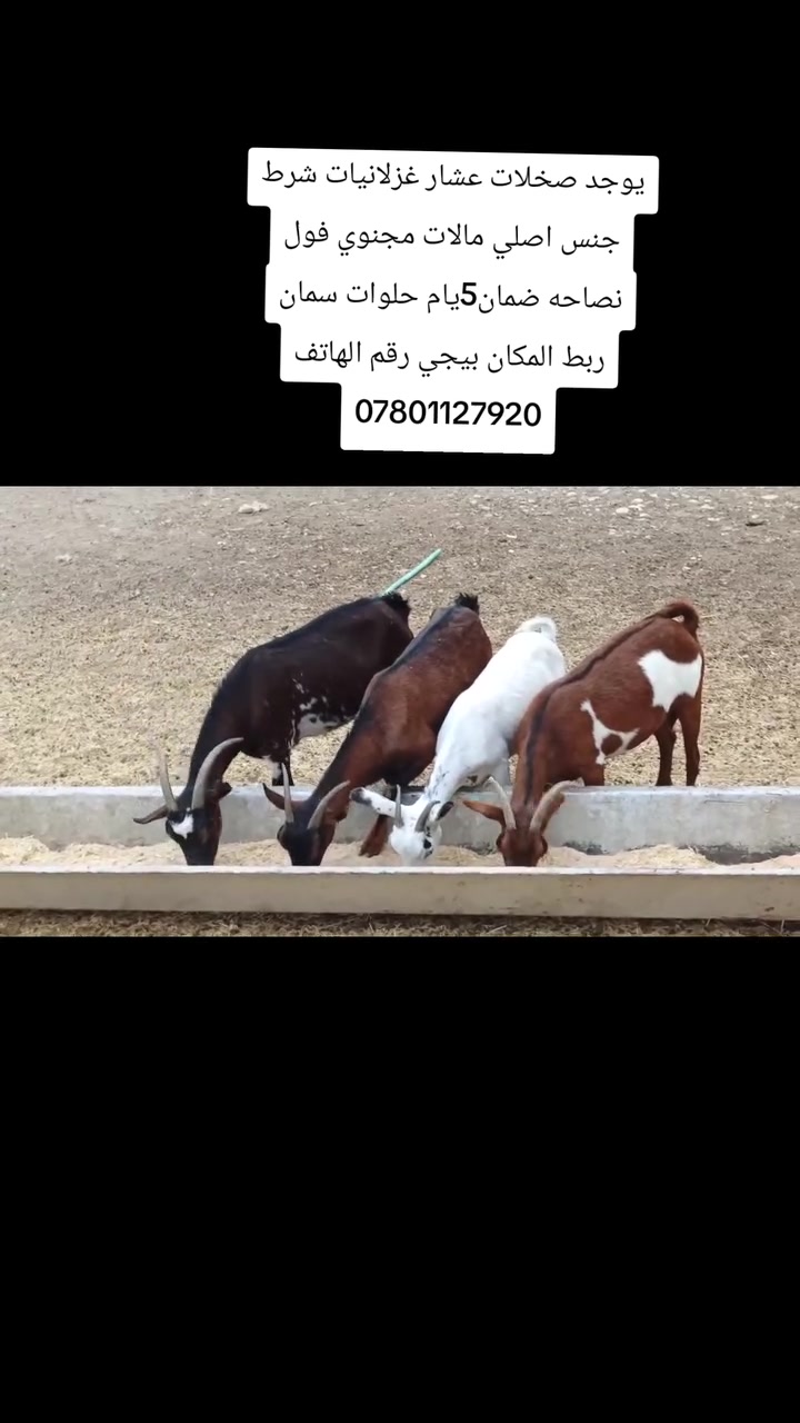 سمان • جنس أصلي • ضمان٥أيام