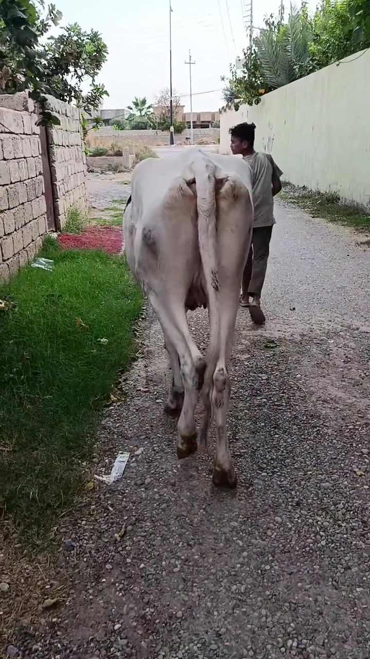 بقرة فريزن • حامل ٧شهور • الشركاط قريت الحوريه