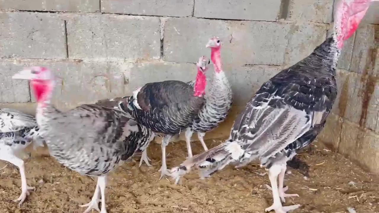 نثايه ٤ • فحل ٤٥ • مشروع المسيب