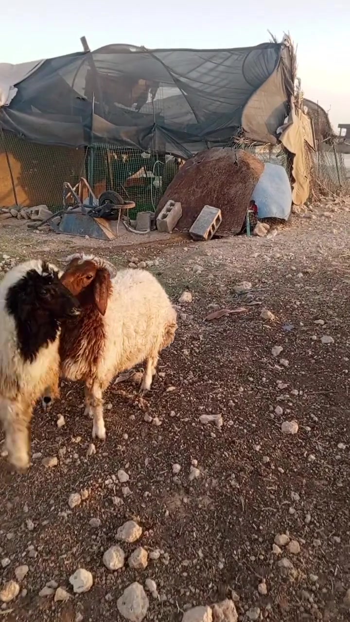 بسم الله ماشاء الله /*********** 

السلام عليكم طلي وفطيمه مالات ربط ويرهمن كصابه  مقفلات تقفل لحم 

الطلي يتكصب ولفطيمه كذالك تريدهن ربط من هين لرمضان

يرهمن تريد تربطهن نوب شهر زمان كلشي يرهم خيرهن
جثير نصاح شرط

اخواني مكاني بل انبار قضاء حديثه يوجد توصيل حسب الاتفاق الاستسفار خاص او /***********
