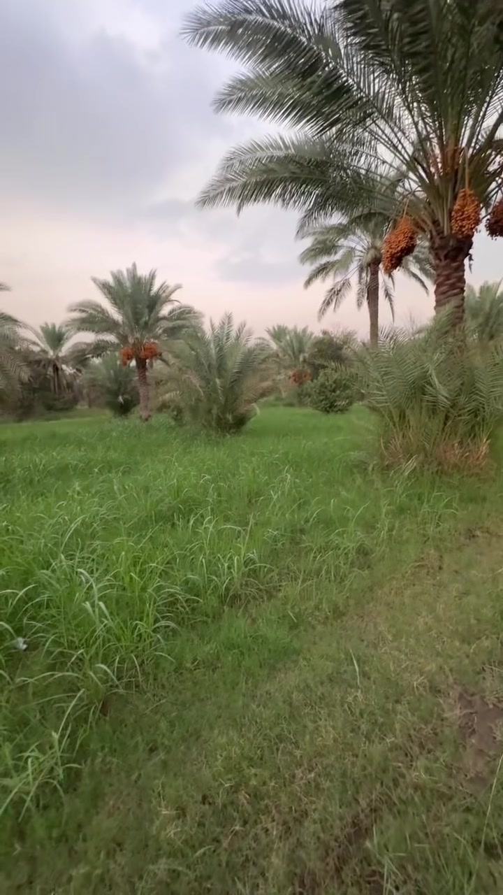 الراشدية • ٢٥٠٠م • أرض