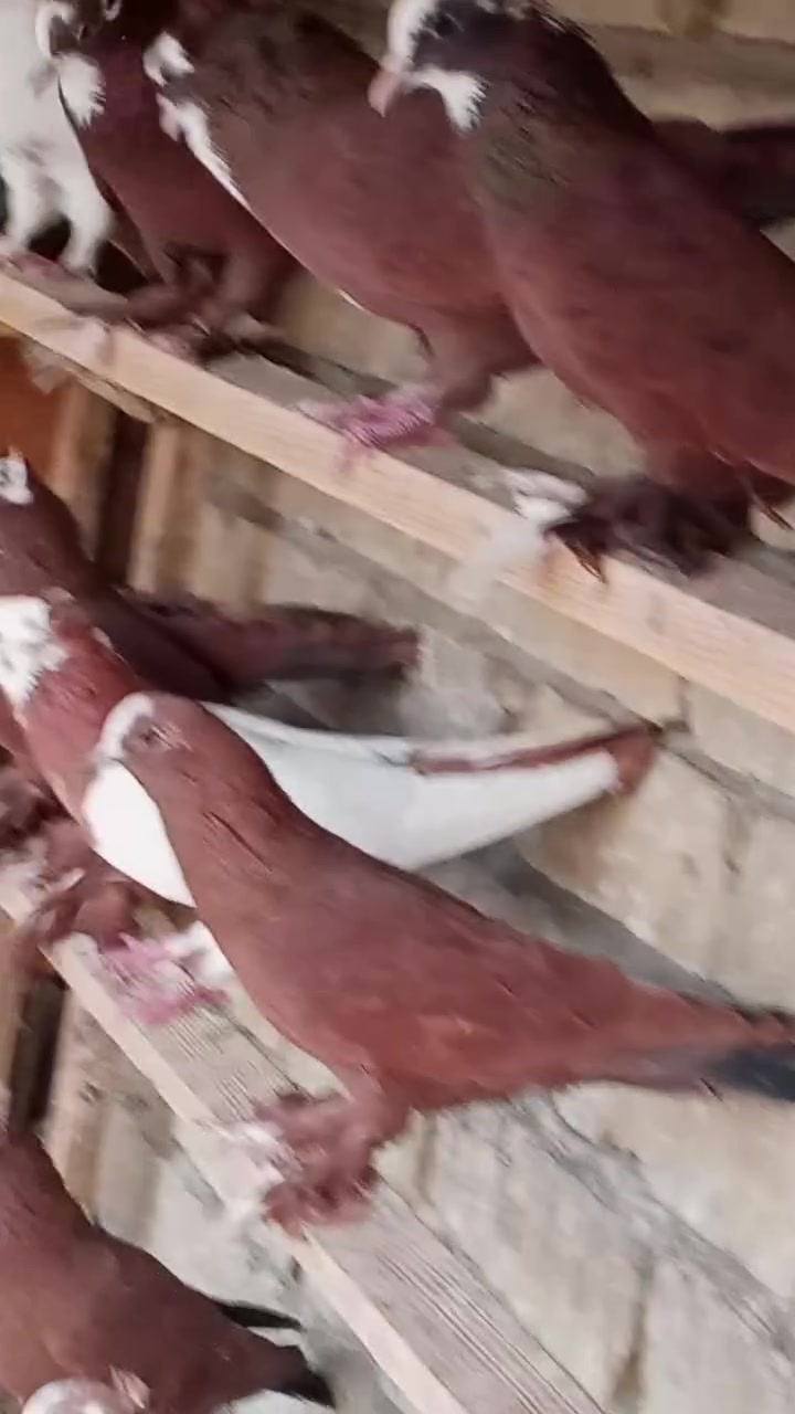 طيور • ٥٢ • بغداد الجديده النعيرية