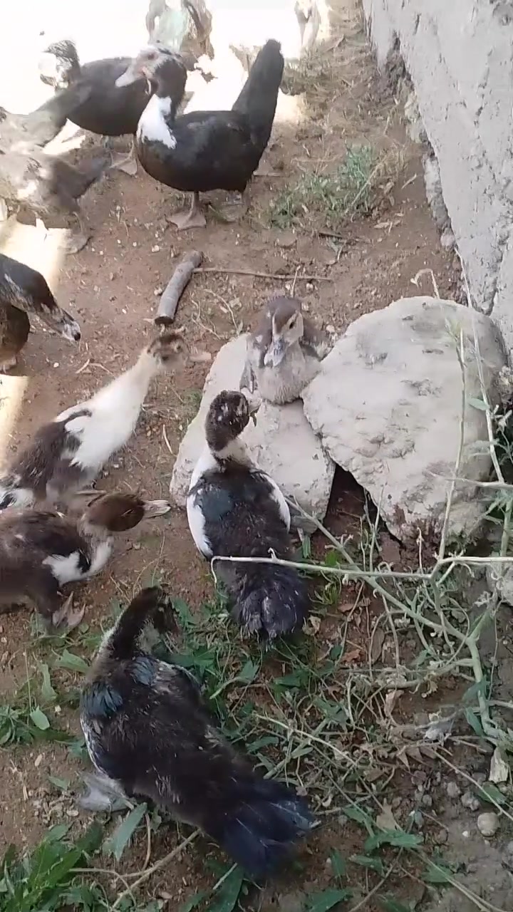 متاح بط مصري ***********
