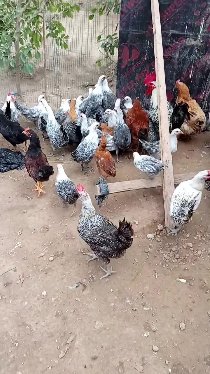 دجاج فيومي • فيومي فضي • الكرابلة