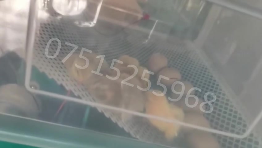 متوفر الفقاسة جديد 💥
عدد البيض 48 بيضة
توصيل مجاني لكل محافظات العراق
بسعر 95,000 و توصيل مجاني 🚕
واتساب ***********

أحجز الآن كمية محدود موجود
