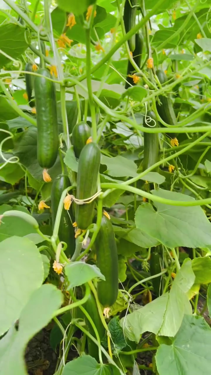 بسم الله ما شاء الله 
صنف…(   #الادهم)🥒🥒
(رحله صنف الادهم لا تنتهي مع المزارع )🧑‍🌾
مقاوم لأمراض 🦠
مقاوم للحشرات 🕷️
يمتاز بمقاومة ونقاوه عاليه جداً 🙅

حصراً لشركه مواسم البلاد 
الاستفسار/***********
***********
