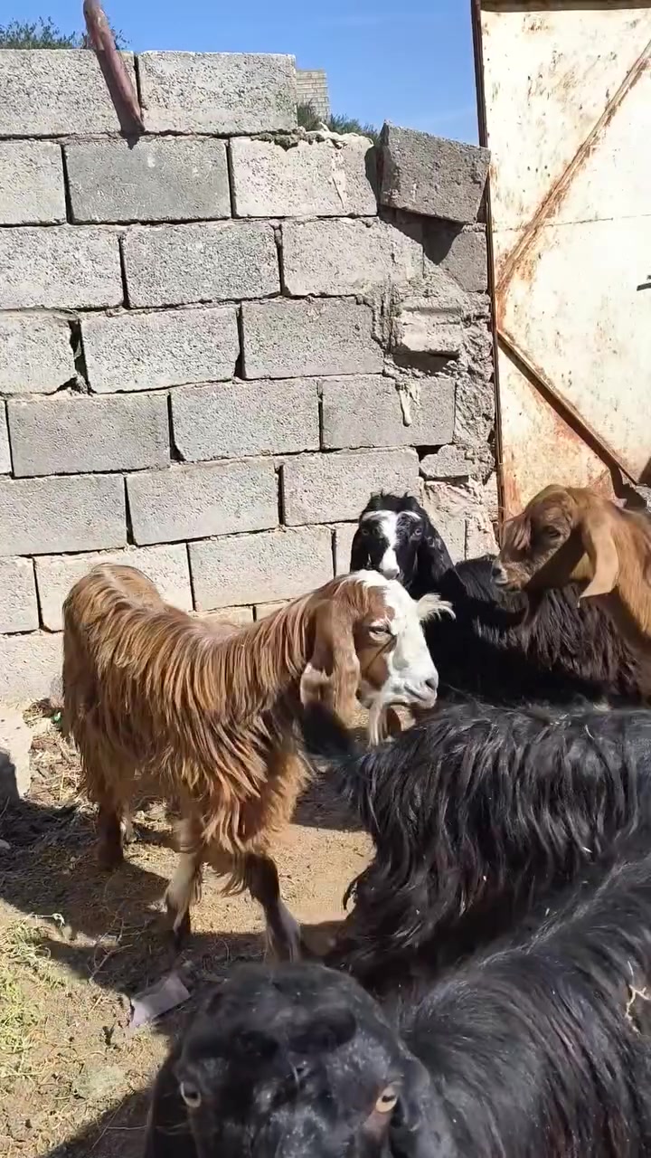 جدايه • عدد ٧ • حديثه شيخ حديد