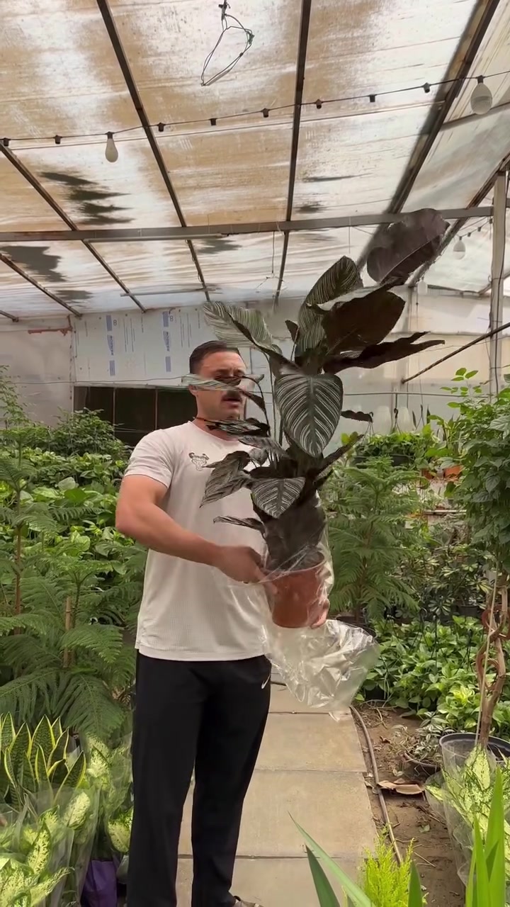مشتل ابو مهدي • نباتات هولندية • قضاء بلد