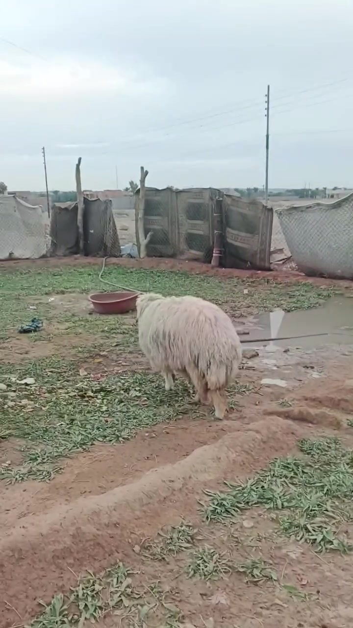 بسم الله ما شاء الله تبارك الله دجه تعبر 30 كيلو ما شاء الله شرط الجنيه والنصاح ترهم جني وترهم قصب سعر بلاش 465 وبيها مجال بسيط للشراي المكان زويه  ناحيه الفرات قرب قضاء هيت جزيره البونمر *********** يوجد وتساب
