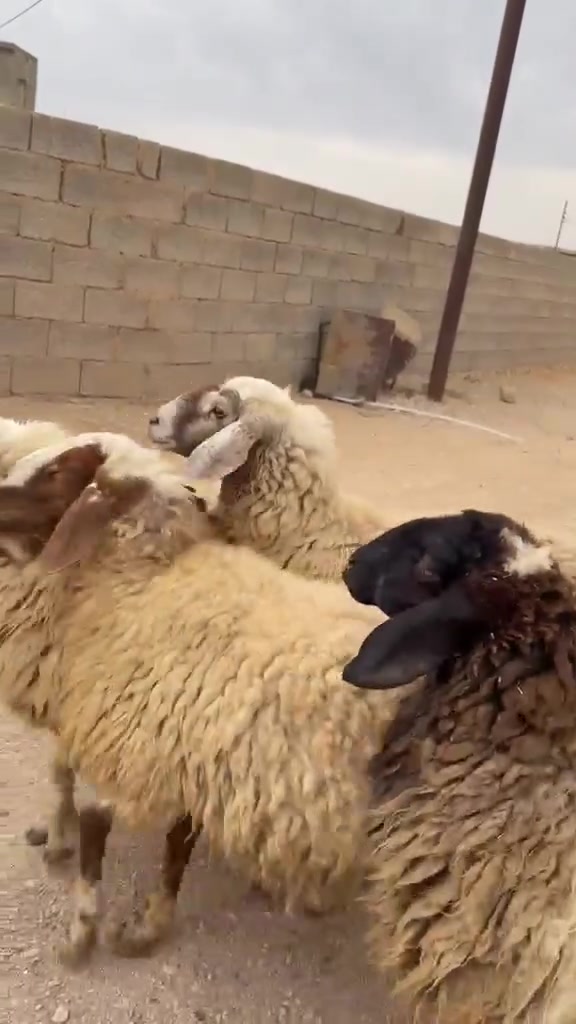 حديثه • الخفاجية • زوج