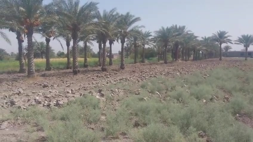 لا توجد تفاصيل
