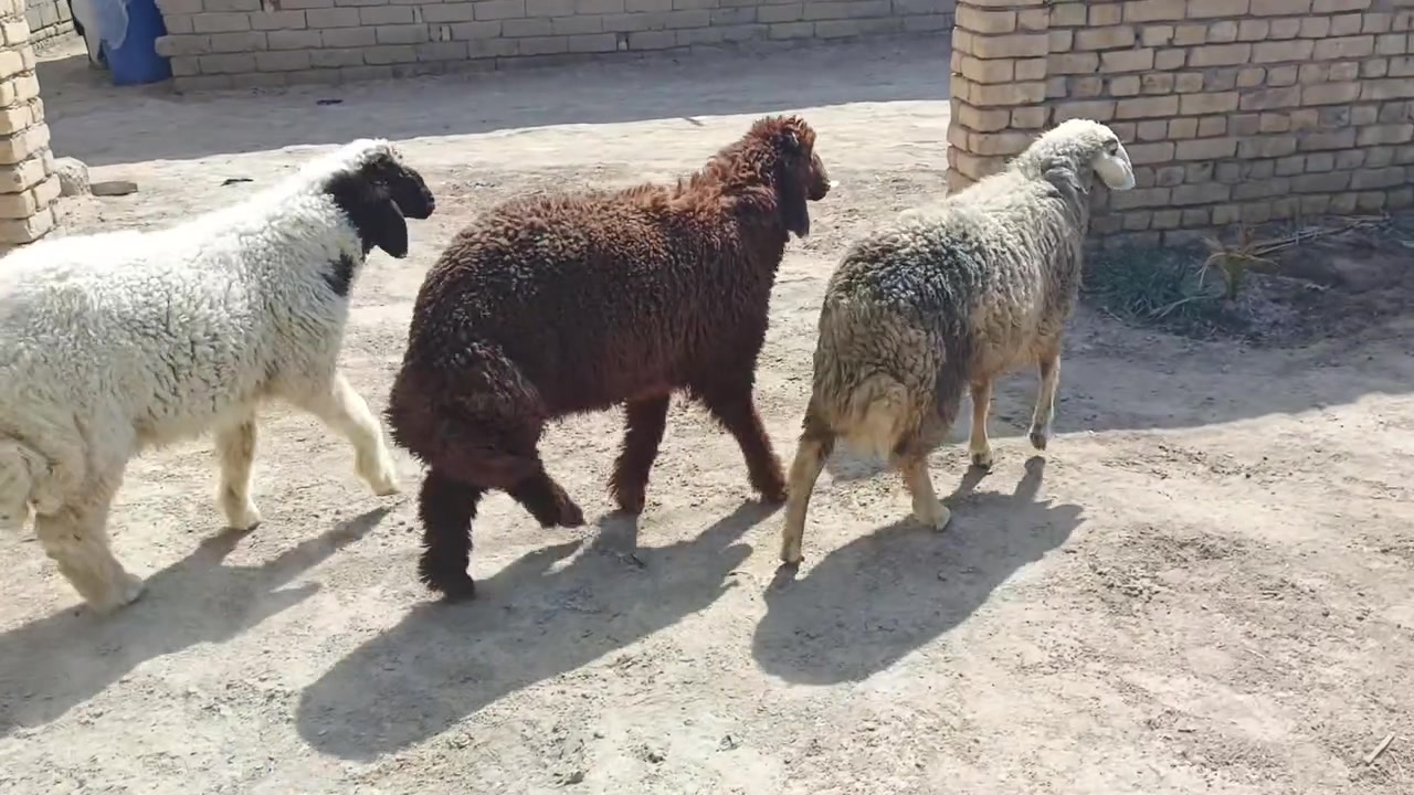 سلام عليكم
طليان البيع ذكورة ثنين ونثية 
طليان قافلات الحم خير من الله  
كبار وخشنات كلش يرهمن كلشي 
بيعهن واحد يشيل واحد 325 قفل 
مكاني ناصرية سيدخيل تصل ودلل 
***********
