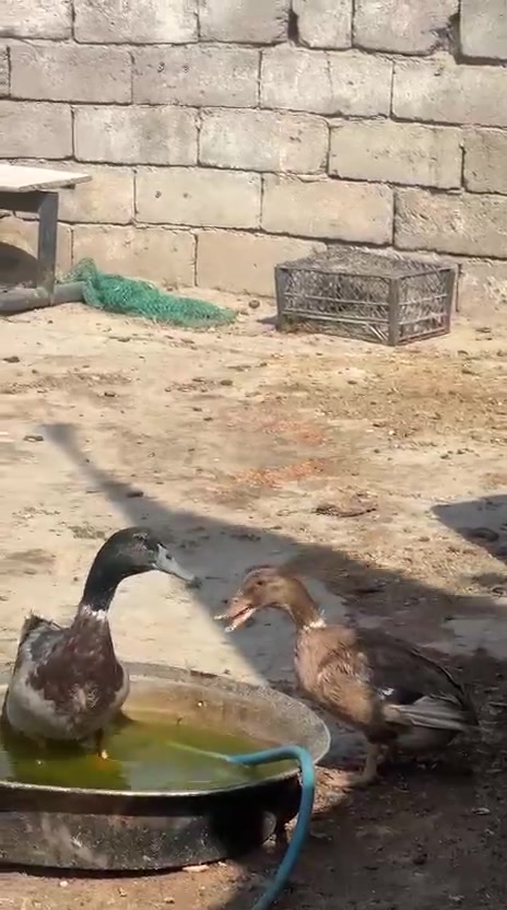 زوج خضيري بري • قرنه نهيرات