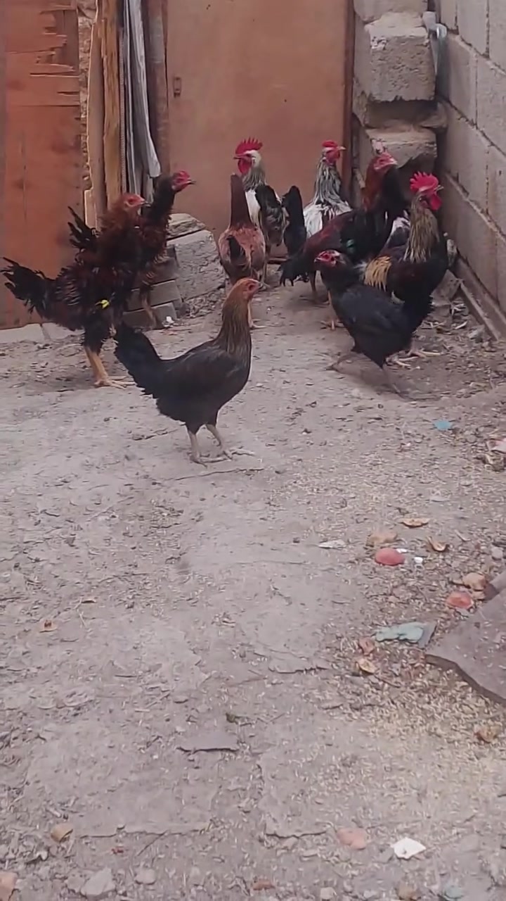 ديالى • ناحية كنعان • زوج