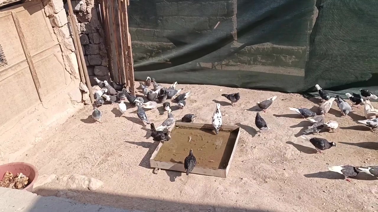 السلام عليكم يوجد طيور بصراوي لوت رقم وحد بيهن اسود وحمر وجذير الوان وطيرانهن فول السعر خاص او اتصال علا الرقم ***********خابر ودلل
