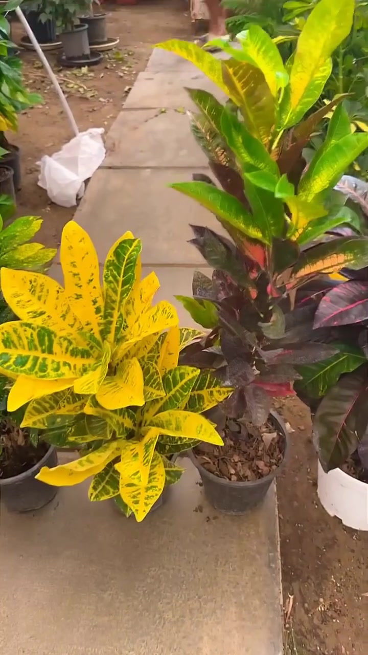 جمال نبات الكرتون☘️
مشتل ابو مهدي الحسيني 🌸
العنوان صلاح الدين قضاء بلد 
شارع الفرات قرب نافورة الحي الصناعي 
***********📞

