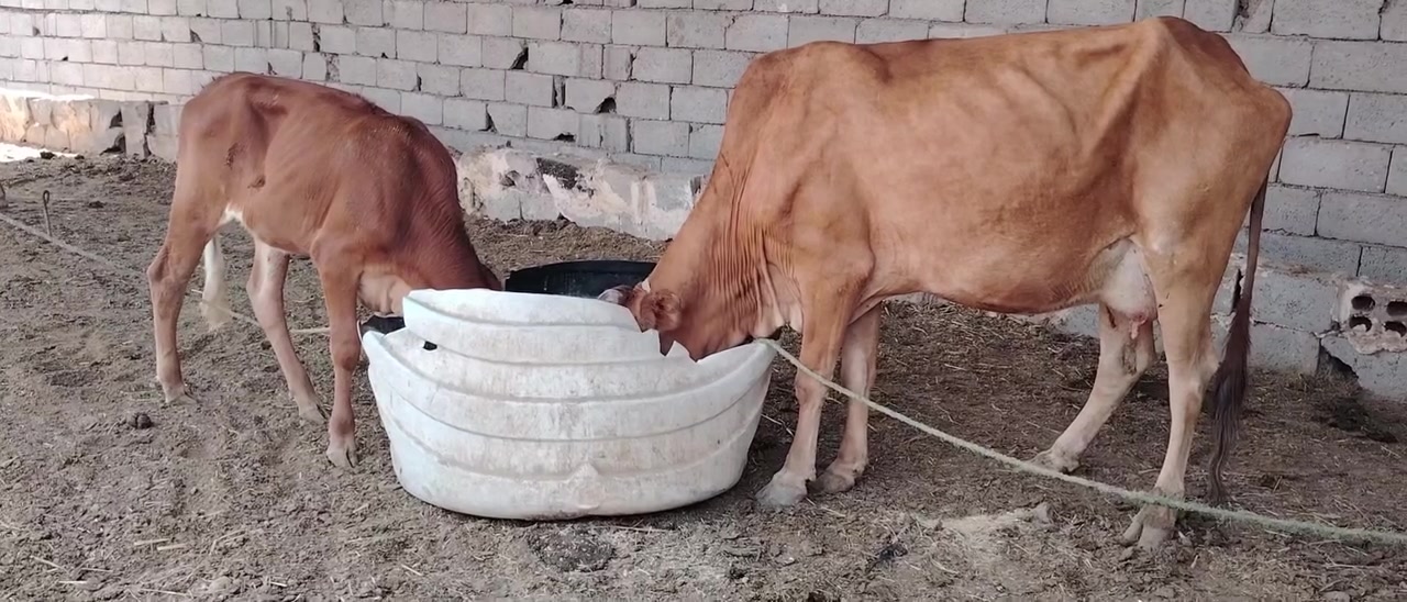 يا الله... دابه هولنديه عليه 5اشهر فحص سونار وراه بجر وتحلب خير من الله.. مكاني بابل الحمزه الغربي الخميسيه ***********.يوجد توصيل
