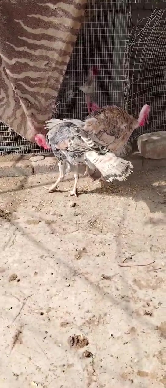 اسود احمر • ملقحات • بصرة بني منصور