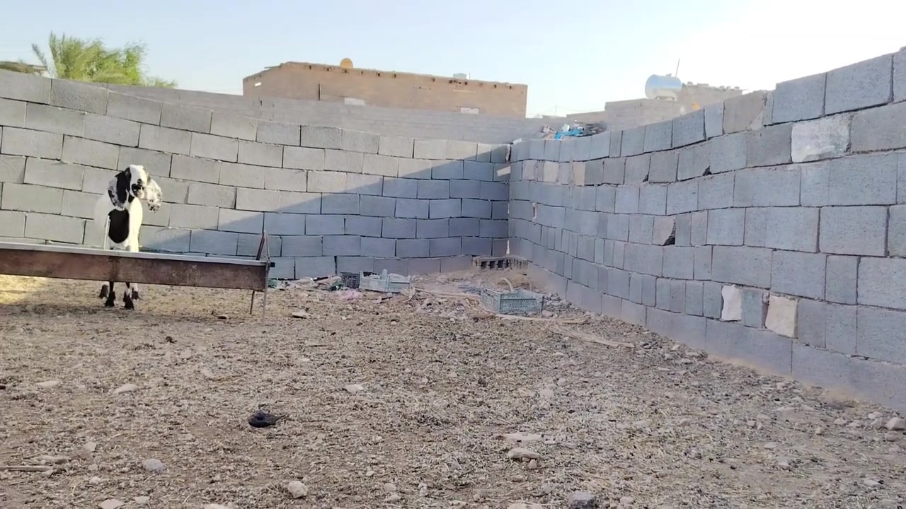 بسم الله تبارك الرحمن ♥
اخوان ماشالله متاح جذعه مال جنيه والده بطن وحدا بحض راعيه عشار مفيحه ومرجه جذعه خشان وفول ماشالله عليه مال جنيه درجه اولى سعره 285 مكان الانبار حديثة ***********
***********
والرقمين بيهن واتساب وحياكم الله
