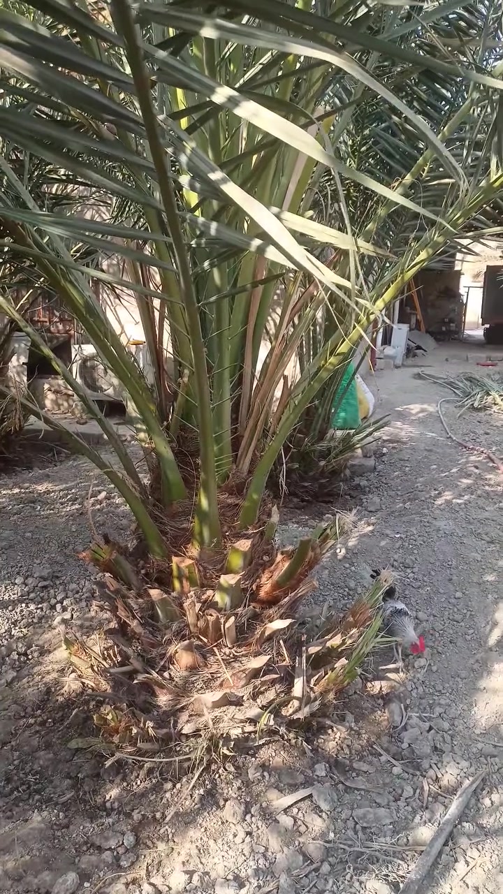 سلام عليكم يوجد نخلات للبيع برحي وبرحي احمر شريفي وعجوة المدينة وكنطار وشكر وساير اكو حمالات واكو فسائل مكان مدينة هوير ***********
