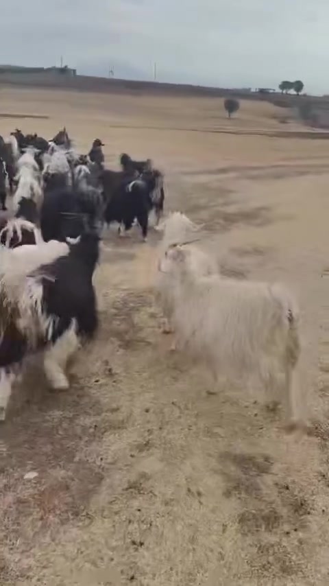 ٨٧ • كوردی • للبيع