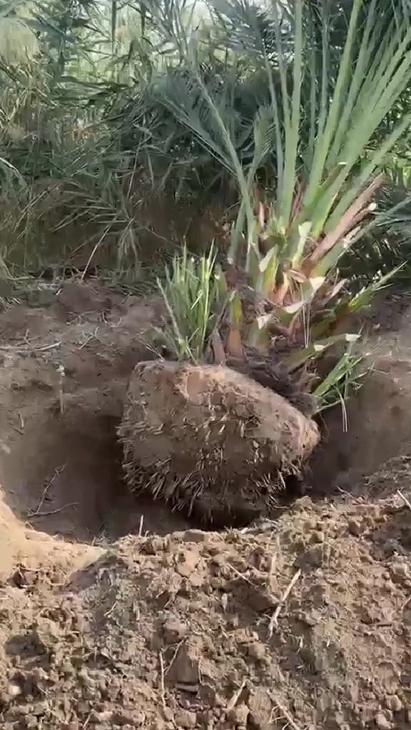 بابل • الطريق الدولي • جسر كيش