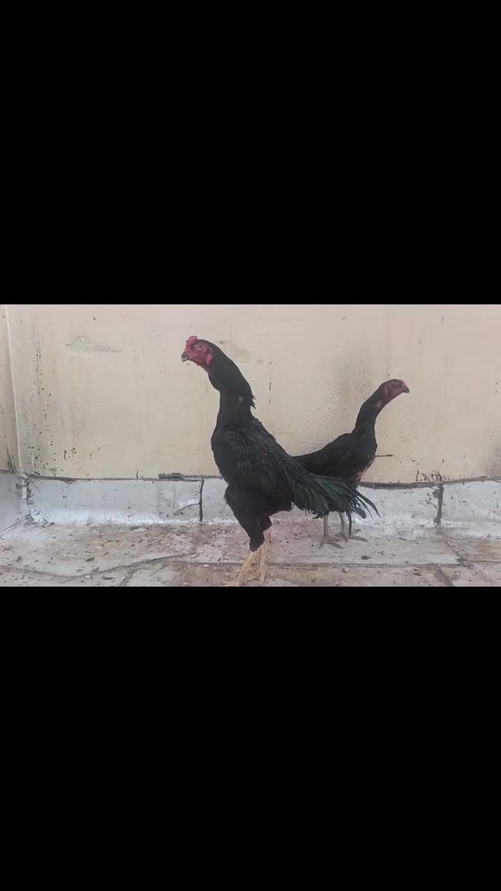 ديك هزاز • كوبرا • النجف