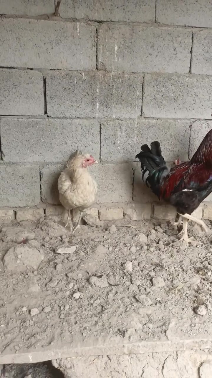 دواجن • ٤ ديوجه ٢ دجاجات • ناصريه سوك الشيوخ