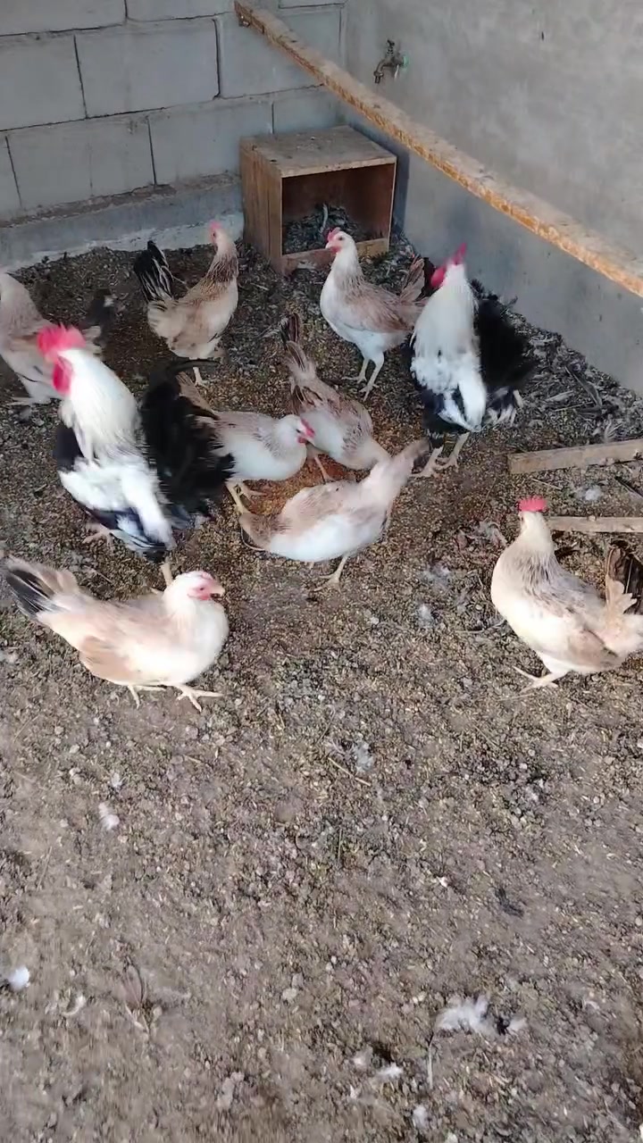 دندراوي • بيض • افراخ