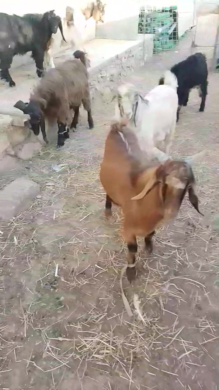 سمان • درجة أولى • ١٧