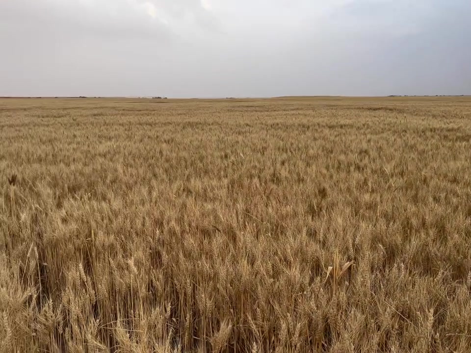 كربلاء عين التمر • مرشات للايجار • ١٢٠ و ٨٠ دونم