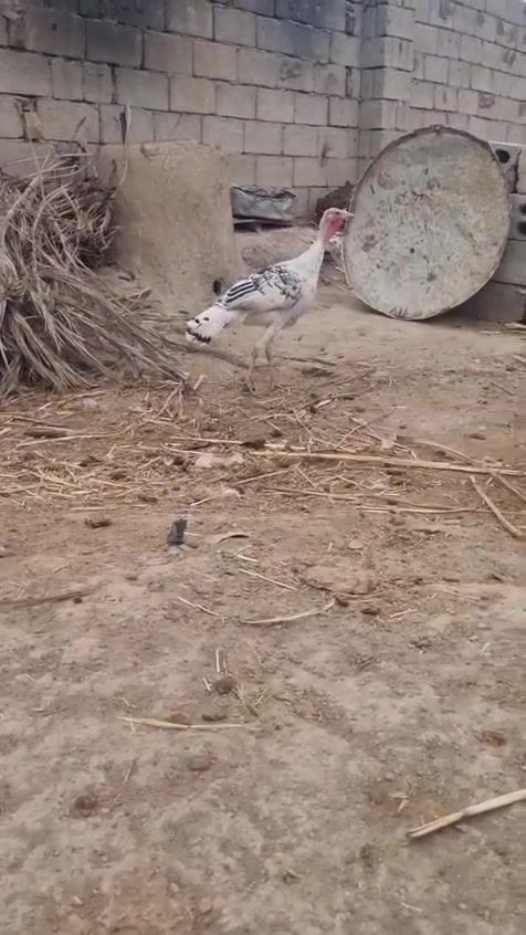 بطوط • فحل • نثيتين